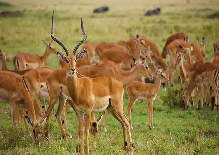 arusha-day-trip-Tanzania-safari-tour-package