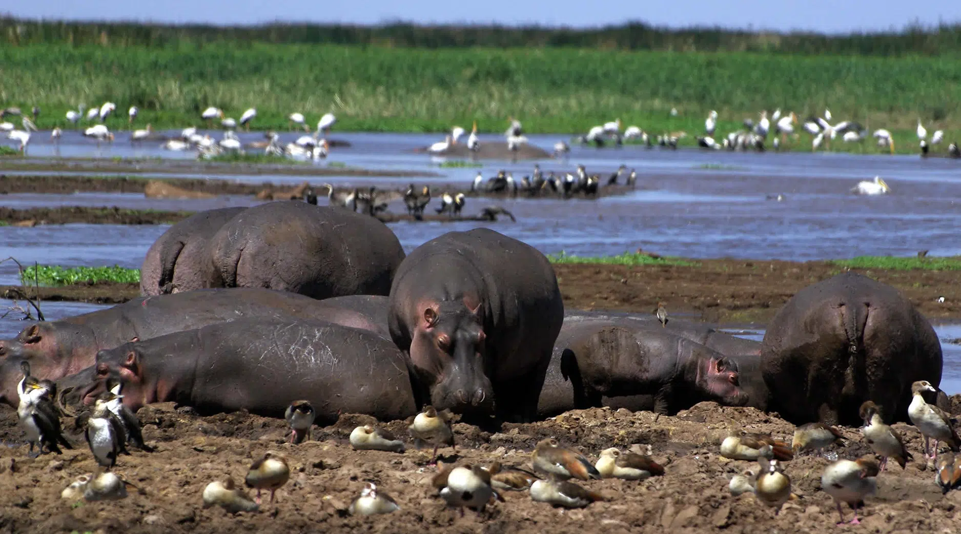 mikumi-day-trip-tanzania-southern-safari-tour-package