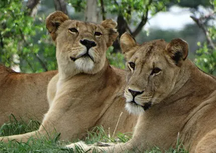 tarangire-day-trip-tour