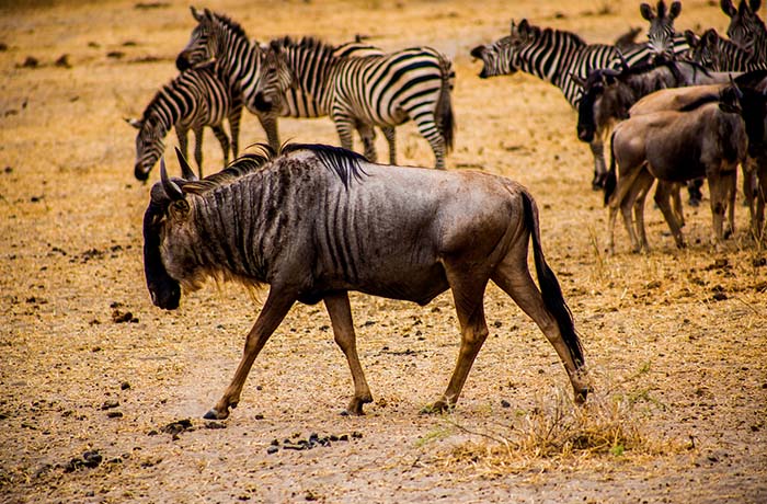 four-days-tanzania-safari-tour-budget-luxury-package