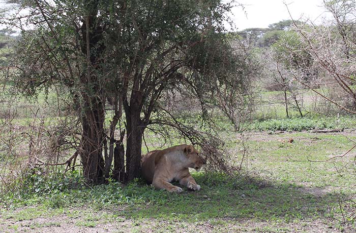 three-days-tanzania-safari-tour-package