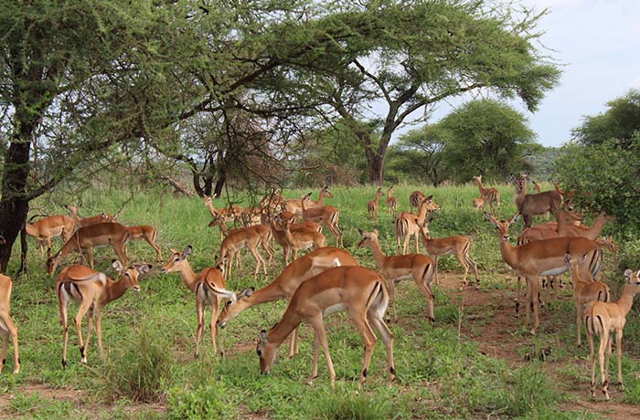 two-days-tanzania-safari-tour-budget-luxury-package-mikumi
