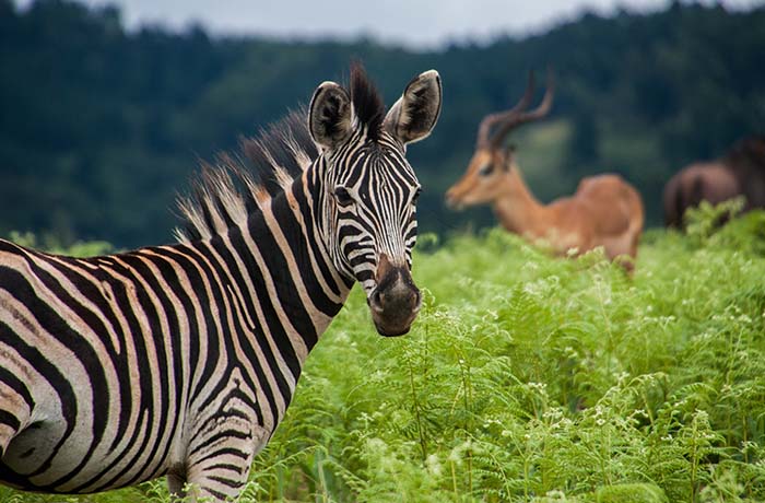 how-much-does-a-safari-in-tanzania-cost