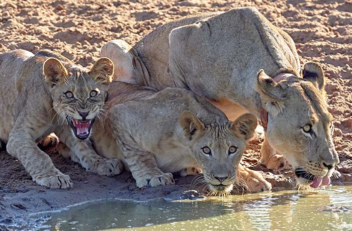 how-to-book-a-safari-in-tanzania